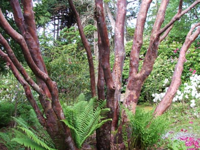 Leckmelm Gardens