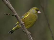 Greenfinch Greenfinch