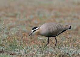 Lapwing Lapwing