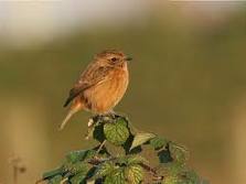 Stonechat Stonechat